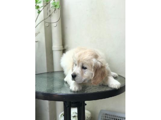 Όμορφα κουτάβια Golden Retriever